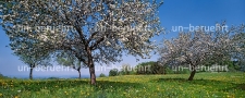 Apfelbäume in Oberbayern