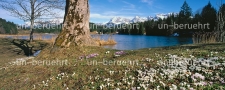 Krokusse vor Karwendelgebirge