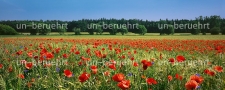 Mohnblumen am Frankenweg