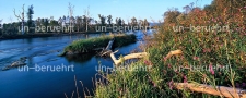 Rotes Springkraut bei Isar