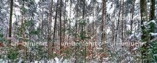 Nürnberger Reichswald 2